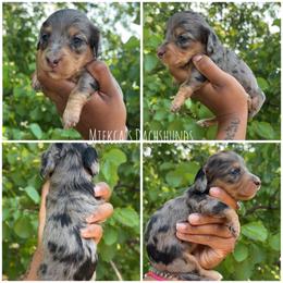 Mira - Dapple female Dachshund puppy in Orem, Utah from Miekca’s Dachshunds