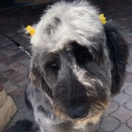Mera - Goldendoodle