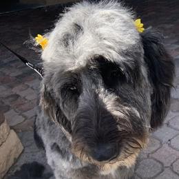 Mera - Goldendoodle