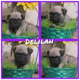 Delilah - Fawn female Pug puppy in Winter Haven, Florida from Lisa's Pugalicious Pugs