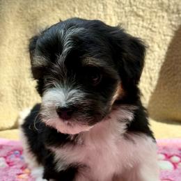 Cammie - Black and tan female Havanese puppy in Wappapello, Missouri from Titanium Havanese LLC