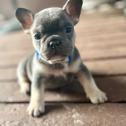 Bubba - Blue male French Bulldog puppy in Greeley, Colorado from Mandy Moon French Bulldogs