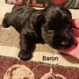 Baron - Black male Miniature Schnauzer puppy in Midland, Texas from Shebbies Puppy Palace