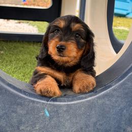 Muffin- SILKY WIRE - Black and tan female Dachshund puppy in Duncan, Arizona from Bootheel Doxies
