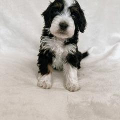 Australian Mountain Doodle, Bernedoodle, and Bernese Mountain Dog Puppies from Berns & Doodles