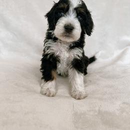 Australian Mountain Doodle, Bernedoodle, and Bernese Mountain Dog Puppies from Berns & Doodles