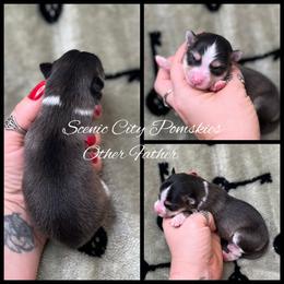 The Other Father - Black and white male Pomsky puppy in Rossville, Georgia from Scenic City Pomskies