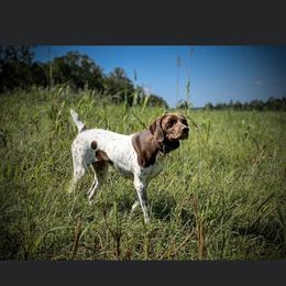 Skye - German Shorthaired Pointer