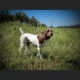 Skye - German Shorthaired Pointer