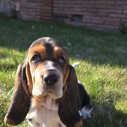 Dawn - Black brown and white female Basset Hound puppy in Greenleaf, Idaho from Happy Acre Bassets