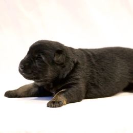 Girl 1 - Black and tan German Shepherd puppy in Buckhannon, West Virginia from Kennel zu Trojas Ehren