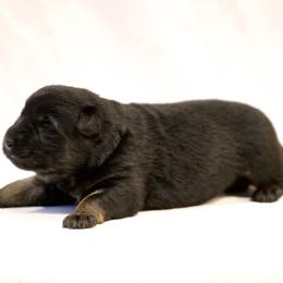 Girl 1 - Black and tan German Shepherd puppy in Buckhannon, West Virginia from Kennel zu Trojas Ehren