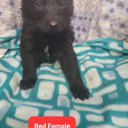 Red Collar Female - Black female German Shepherd puppy in Cadet, Missouri from Working Valley Shepherds
