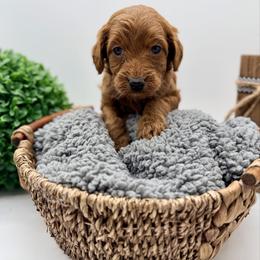 Turq Boy - Red  male Goldendoodle puppy in Philadelphia, Mississippi from Oakie Doodles