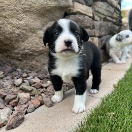 Miniature Australian Shepherd Puppies from B my Sunshines Mini Aussies