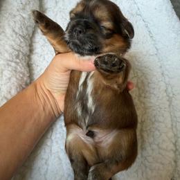 Finley - male Shih Tzu puppy in Kettering, Ohio from The Ruff Life Tribe