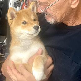 Vin Diesel - Red male Shiba Inu puppy in Milton, Florida from Moonlight Shibas