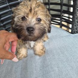 Companion Cross Puppies from Marcia Hamlet
