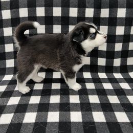 Maltese and Siberian Husky Puppies from Nyx’s Pack