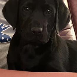 Labrador Retriever Puppies from Fetchmoore’s Labrador Retrievers