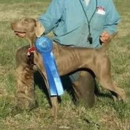 Weimaraners from RNL Kennels