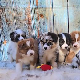 Australian Shepherd Puppies from Winsome Aussies