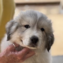 Black - White and badger male Great Pyrenees puppy in Arroyo Grande, California from Wild Bunch Ranch - Home of Le Patou Great Pyrenees