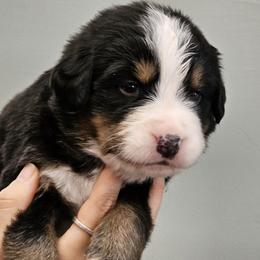 Boy 2 - male Bernese Mountain Dog puppy in Brattleboro, Vermont from Jill Stahl Tyler