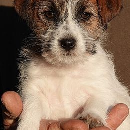 First born - Russell Terrier puppy from Rose In Vale Russell Terriers