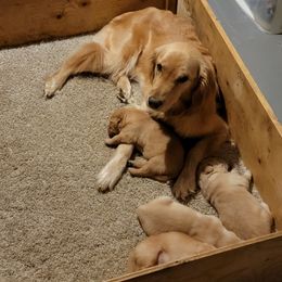 Ruby - Golden Retriever