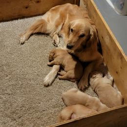 Ruby - Golden Retriever