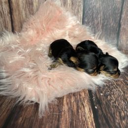 Tiffany - Blue and gold female Yorkshire Terrier puppy in Tulsa, Oklahoma from Conns Cuddly Canines