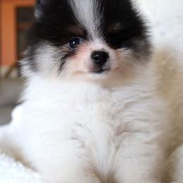 AKC Adkpom Ashton black and tan parti - Black and tan parti male Pomeranian puppy in Gloversville, New York from ADKPOM Adirondack Pomeranians