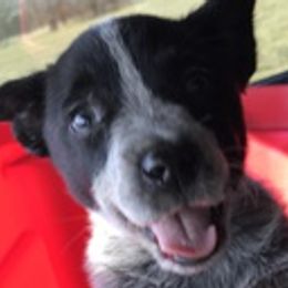 Australian Cattle Dogs from Kentucky bluegrass blue healer