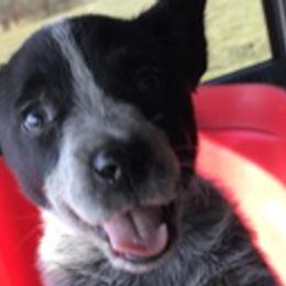 Australian Cattle Dogs from Kentucky bluegrass blue healer