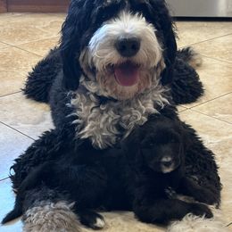 Bernedoodles from Grandview Bernedoodles