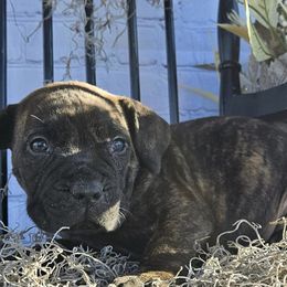 Boerboel Puppies from Standing Stone Boerboels