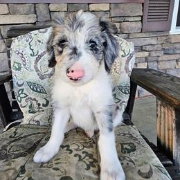 Arby - Blue merle male Bordoodle puppy in Fredericktown, Ohio from Brisby Bordoodles