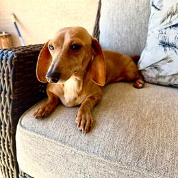 Rosy - Dachshund