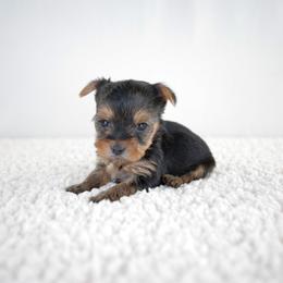 Mia - Black and gold female Yorkshire Terrier puppy in Hesperia, California from Royaltydayyorkies