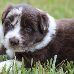 Alfie - Atypical merle male Border Collie puppy in Tylertown, Mississippi from Cool Meadow Farms