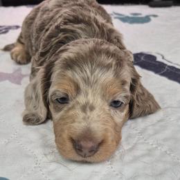 Sable - Dapple female Dachshund puppy in Randolph, Texas from Spindle's Little Treasures