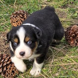 Viper - Black tri male Miniature Australian Shepherd puppy in Spirit Lake, Idaho from Gemstone Ridge Mini Aussies