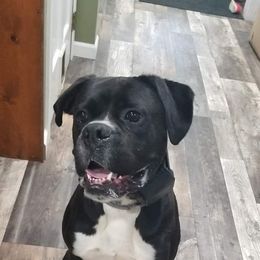 Hank - Boxer