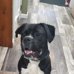Hank - Boxer
