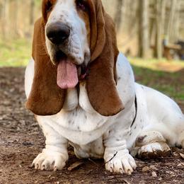 Basset Hound All Grown Up from RiverBottom Bassets