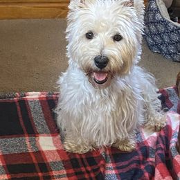 Maggie - West Highland White Terrier