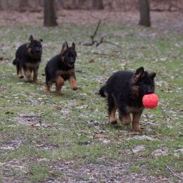 German Shepherd Puppies from Westhaus K9