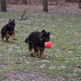 German Shepherd Puppies from Westhaus K9