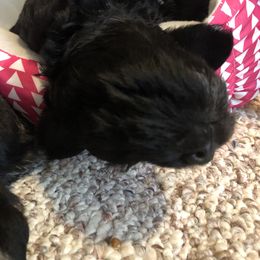 Miniature Schnauzer and Poodle Puppies from Bits & Bytes Farm